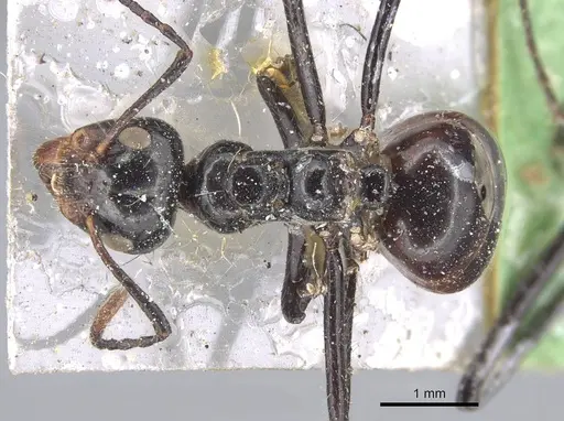 Dolichoderus sulcaticeps specimen CASENT0915556 image casent0915556_1