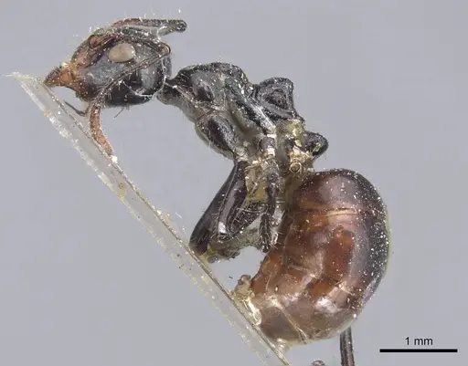 Dolichoderus sulcaticeps specimen CASENT0915556 image casent0915556_3