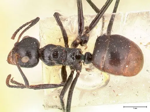 Dolichoderus sulcaticeps specimen FOCOL0545 image focol0545_1