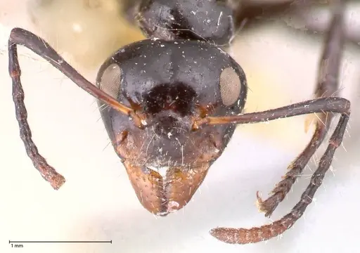 Dolichoderus sulcaticeps specimen FOCOL0545 image focol0545_2