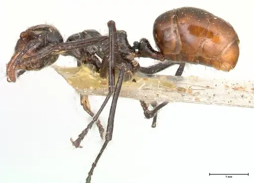 Dolichoderus sulcaticeps specimen FOCOL0545 image focol0545_3