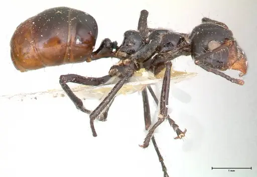 Dolichoderus sulcaticeps specimen FOCOL0545 image focol0545_4