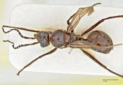 Dolichoderus sulcaticeps specimen FOCOL2769 image focol2769_1