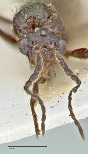 Dolichoderus sulcaticeps specimen FOCOL2769 image focol2769_2