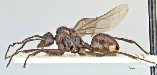 Dolichoderus sulcaticeps specimen FOCOL2769 image focol2769_3