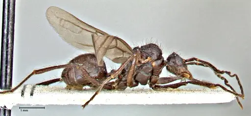 Dolichoderus sulcaticeps specimen FOCOL2769 image focol2769_4