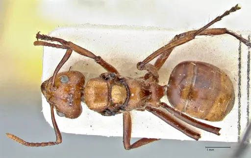 Dolichoderus sulcaticeps specimen FOCOL2770 image focol2770_1