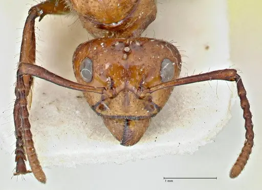 Dolichoderus sulcaticeps specimen FOCOL2770 image focol2770_2