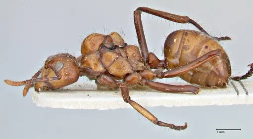 Dolichoderus sulcaticeps specimen FOCOL2770 image focol2770_3