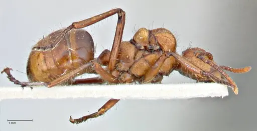 Dolichoderus sulcaticeps specimen FOCOL2770 image focol2770_4