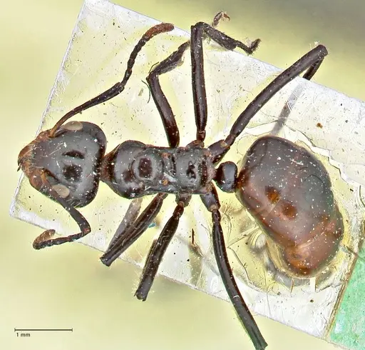 Dolichoderus sulcaticeps specimen FOCOL2771 image focol2771_1