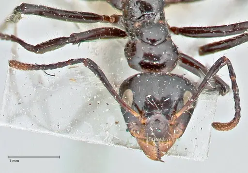 Dolichoderus sulcaticeps specimen FOCOL2771 image focol2771_2