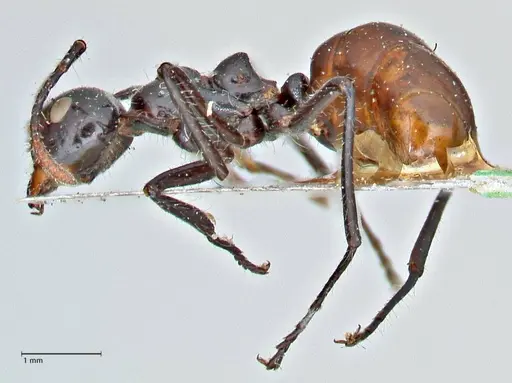 Dolichoderus sulcaticeps specimen FOCOL2771 image focol2771_3