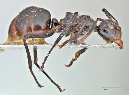 Dolichoderus sulcaticeps specimen FOCOL2771 image focol2771_4