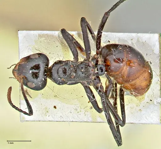 Dolichoderus sulcaticeps specimen FOCOL2772 image focol2772_1