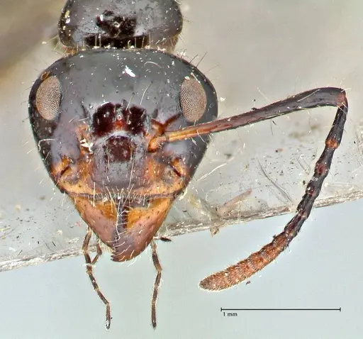 Dolichoderus sulcaticeps specimen FOCOL2772 image focol2772_2