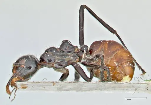 Dolichoderus sulcaticeps specimen FOCOL2772 image focol2772_3