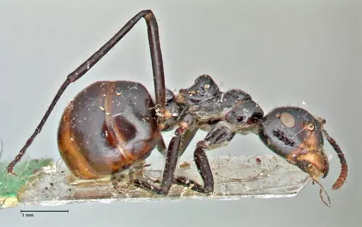 Dolichoderus sulcaticeps specimen FOCOL2772 image focol2772_4