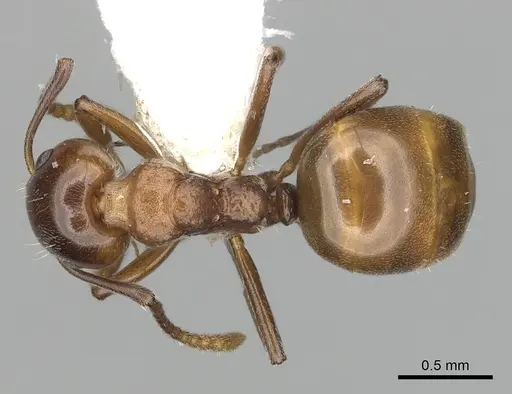 Dolichoderus taprobanae specimen CASENT0249571 image casent0249571_1