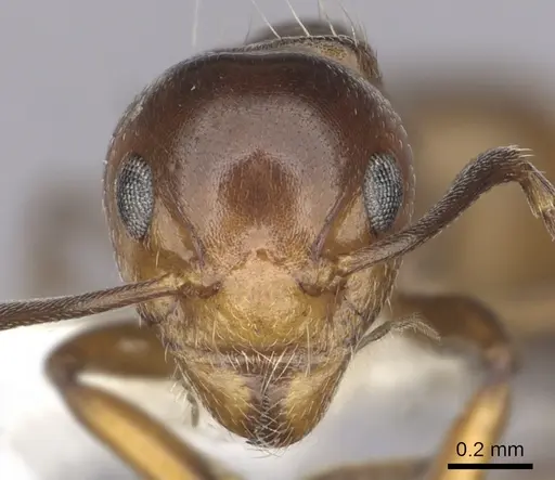 Dolichoderus taprobanae specimen CASENT0249571 image casent0249571_2