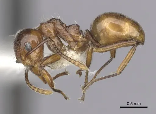Dolichoderus taprobanae specimen CASENT0249571 image casent0249571_3