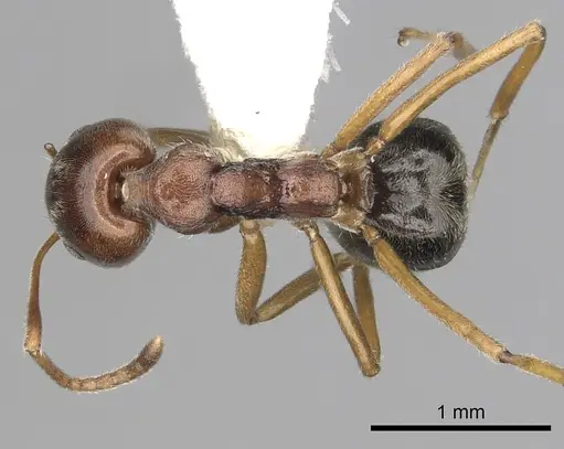 Dolichoderus taprobanae specimen CASENT0249574 image casent0249574_1