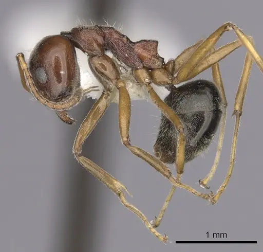 Dolichoderus taprobanae specimen CASENT0249574 image casent0249574_3