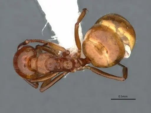 Dolichoderus taprobanae specimen CASENT0866543 image casent0866543_1