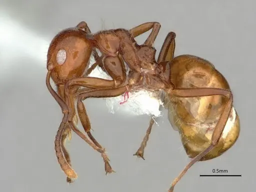 Dolichoderus taprobanae specimen CASENT0866543 image casent0866543_3