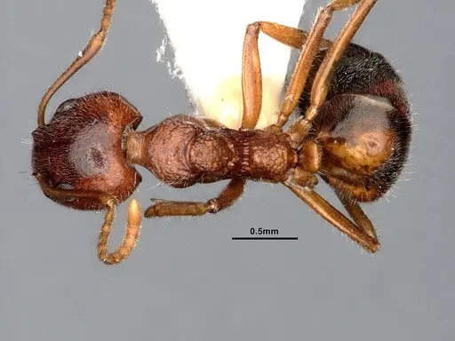 Dolichoderus taprobanae specimen CASENT0886097 image casent0886097_1