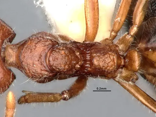 Dolichoderus taprobanae specimen CASENT0886097 image casent0886097_2