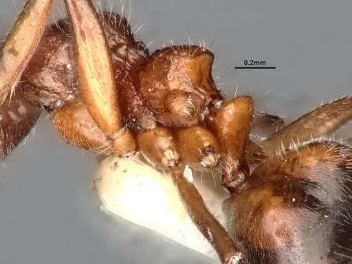 Dolichoderus taprobanae specimen CASENT0886097 image casent0886097_5