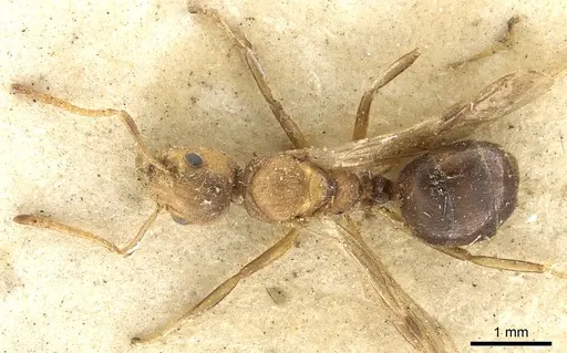 Dolichoderus taprobanae specimen CASENT0902971 image casent0902971_1