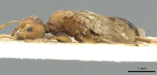 Dolichoderus taprobanae specimen CASENT0902971 image casent0902971_3