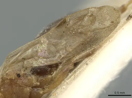 Dolichoderus taprobanae specimen CASENT0902971 image casent0902971_4