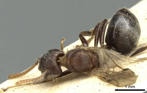 Dolichoderus taprobanae specimen CASENT0902972 image casent0902972_1