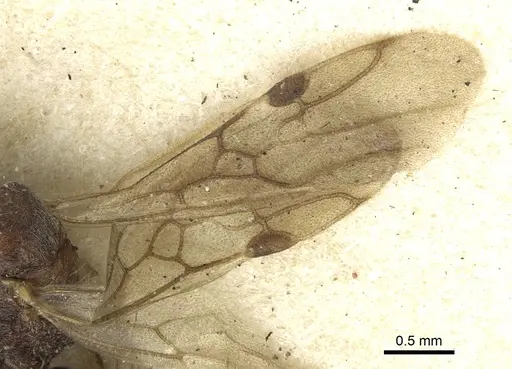 Dolichoderus taprobanae specimen CASENT0902972 image casent0902972_4