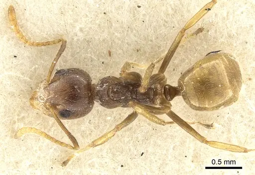 Dolichoderus taprobanae specimen CASENT0902974 image casent0902974_1