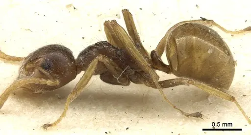 Dolichoderus taprobanae specimen CASENT0902974 image casent0902974_3