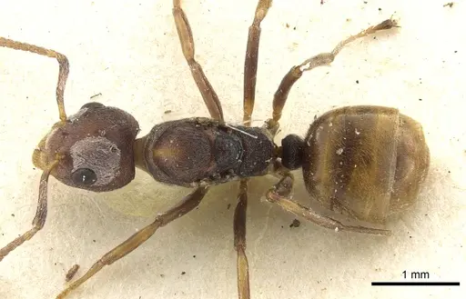 Dolichoderus taprobanae specimen CASENT0902975 image casent0902975_1