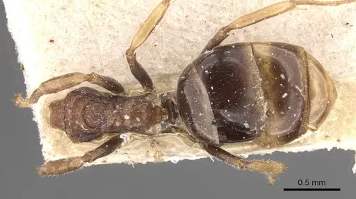 Dolichoderus taprobanae specimen CASENT0909487 image casent0909487_1