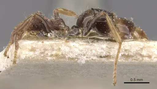 Dolichoderus taprobanae specimen CASENT0909487 image casent0909487_2