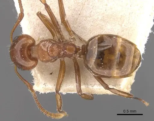 Dolichoderus taprobanae specimen CASENT0909488 image casent0909488_1