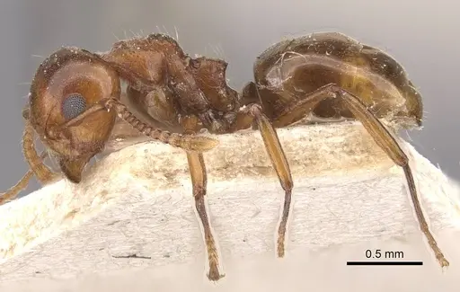 Dolichoderus taprobanae specimen CASENT0909488 image casent0909488_3