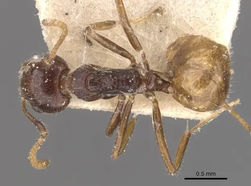 Dolichoderus taprobanae specimen CASENT0909489 image casent0909489_1