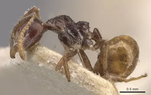 Dolichoderus taprobanae specimen CASENT0909489 image casent0909489_3