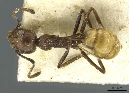 Dolichoderus taprobanae specimen CASENT0911512 image casent0911512_1