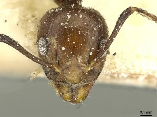 Dolichoderus taprobanae specimen CASENT0911512 image casent0911512_2