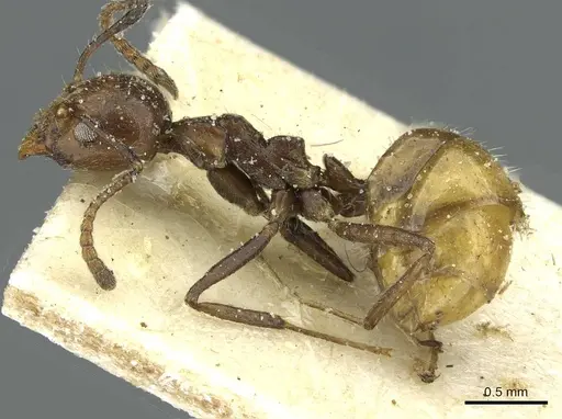 Dolichoderus taprobanae specimen CASENT0911512 image casent0911512_3