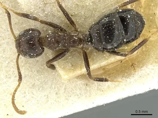 Dolichoderus taprobanae specimen CASENT0911513 image casent0911513_1